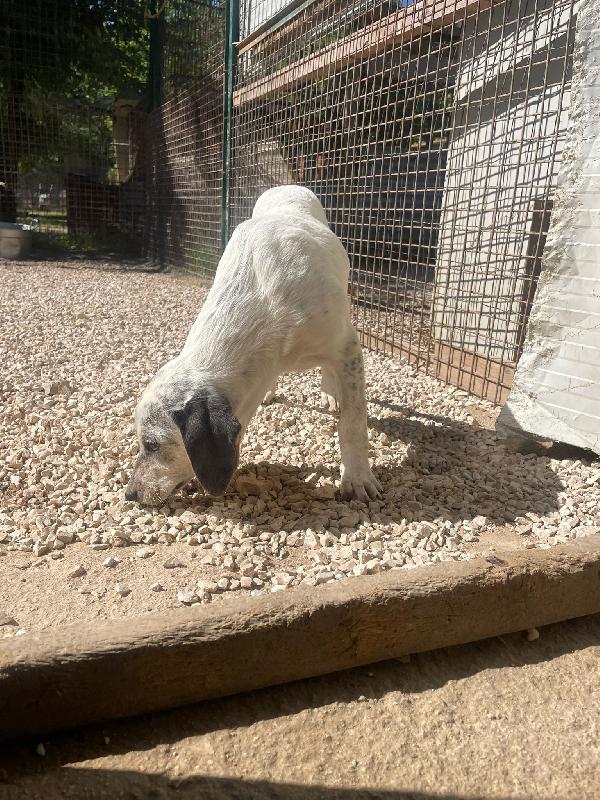 LA TENERA SIRYA Foto 9